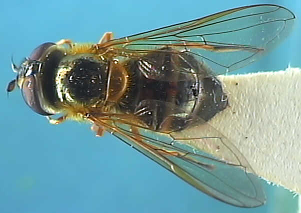 Epistrophe eligans